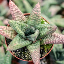 Gasteria batesiana