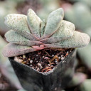 Gasteria baylissiana