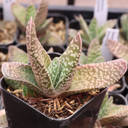 Gasteria brevifolia - June