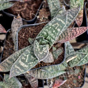 Gasteria carinata var. carinata - March