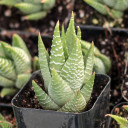 Haworthiopsis fasciata f. browniana