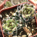 Haworthia coarctata var. adelaidensis