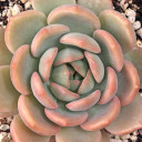 Echeveria 'Moonglow' (Stress Colors) - August