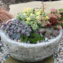 Sedum Sunsparkler® 'Lime Twister' Planter