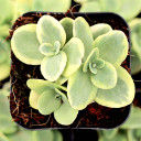 Sedum SUNSPARKLER® 'Lime Twister'