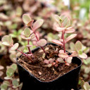Sedum SUNSPARKLER® 'Firecracker'