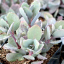 Sedum SUNSPARKLER® 'Dazzleberry'