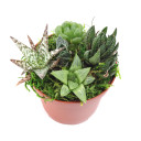 MCG Sundry Gardens™ Indoor 3.5in