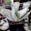 Gasteria brachyphylla var. brachyphylla f. variegata