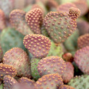 Opuntia basilaris var. caudata