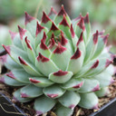 Sempervivum calcareum 'Tip Top' - March