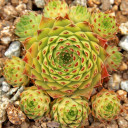 Sempervivum 'Tip Top' (Outdoors) - August