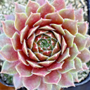 Sempervivum 'Utopian' (Young) - May