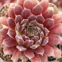 Sempervivum 'Pacific Red Tide'