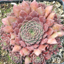 Sempervivum 'Pacific Red Tide' (Mature) - May