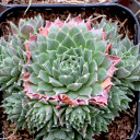 Sempervivum 'Pacific Red Tide' (Mature)