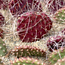 Opuntia 'Dark Knight' - Summer Stress Colors