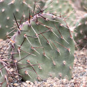 Opuntia 'Dark Knight'