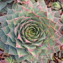 Sempervivum 'Grey Green' (Outdoors) - November