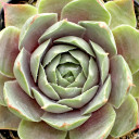Sempervivum 'Grey Green' (Young)