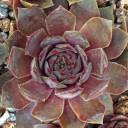 Sempervivum 'Grey Green' (Outdoors) - May