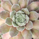 Chick Charms® Silver Suede™ - April