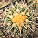 Echinocactus grusonii - Golden Barrel Cactus [large]