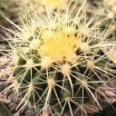 Echinocactus grusonii - Golden Barrel Cactus [large]
