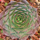 Sempervivum 'Red West' (Outdoors) - November