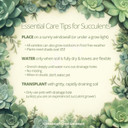 Succulent Care Tips
