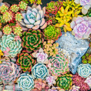 Ultimate Variety Succulents Pack (25-50 Varieties, 2" Pots) - Example Planting