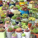 Ultimate Variety Succulents 50-Pack (50 Varieties, 2" Pots) - Planted Pots Example