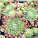 Sempervivum 'Wendy' (Mature) - May