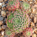 Sempervivum 'Wendy' (Outdoors) - August
