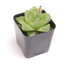 Haworthia Bulk 25-Pack (5 Varieties, 2" Pots) - Single Pot