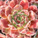 Sempervivum 'Hepworth Hybrid'