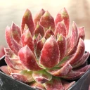 Sempervivum 'Hepworth Hybrid'