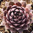 Sempervivum 'Hepworth Hybrid' - February