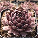 Sempervivum 'Hepworth Hybrid' - February