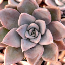 Echeveria 'Silver Shine'
