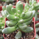 Cremnosedum 'Crocodile' - August