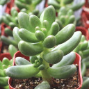 Cremnosedum 'Crocodile' - August