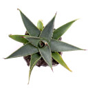 Agave utahensis ssp. utahensis