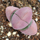 Pleiospilos nelii 'Royal Flush' - Split Rock - Mountain Crest Gardens