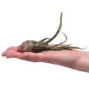 Tillandsia caput-medusae (red striped, enhanced)