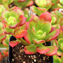 Echeveria multicaulis - Copper Rose - August