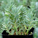 Sedum sediforme 'Turquoise Tails'