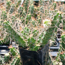 Echinocereus pentalophus - Lady Finger Cactus - May