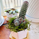 Mammillaria sphacelata ssp. viperina (Customer Photo)