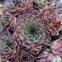 Sempervivum calcareum 'Pink Pearl' (Outdoors) - February